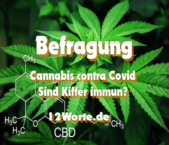 https://12worte.de/cannabis-contra-covid-sind-kiffer-immun/